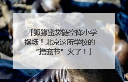 狐獴蜜袋鼯空降小学操场！北京这所学校的“撸宠节”火了！