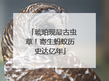 琥珀现最古虫草！寄生蚂蚁历史达亿年