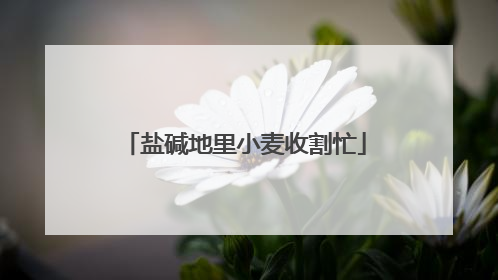 盐碱地里小麦收割忙