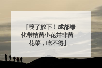 筷子放下！成都绿化带桔黄小花并非黄花菜，吃不得