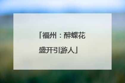 福州：醉蝶花盛开引游人