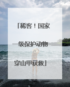 稀客！国家一级保护动物穿山甲获救