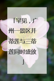 罕见，广州一景区并蒂莲与三蒂莲同时盛放