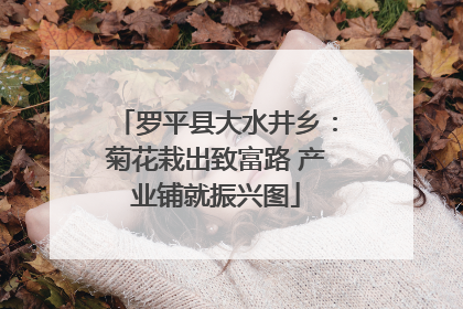 罗平县大水井乡：菊花栽出致富路 产业铺就振兴图