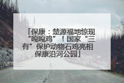 保康：楚源福地惊现“嘎嘎鸡”！国家“三有”保护动物石鸡亮相保康沿河公园