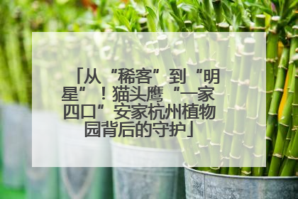 从“稀客”到“明星”！猫头鹰“一家四口”安家杭州植物园背后的守护