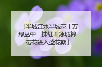 半城江水半城花丨万绿丛中一抹红！冰城锦带花进入盛花期