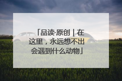 品读·原创｜在这里，永远想不出会遇到什么动物