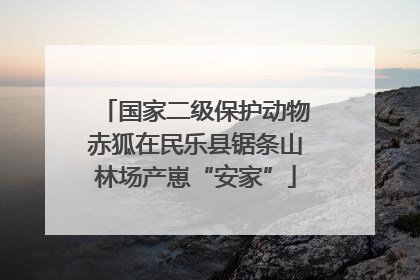 国家二级保护动物赤狐在民乐县锯条山林场产崽“安家”