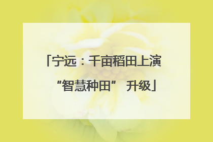 宁远：千亩稻田上演 “智慧种田” 升级