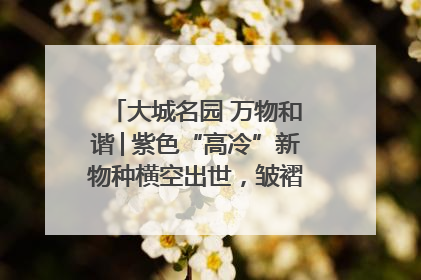 大城名园 万物和谐│紫色“高冷”新物种横空出世，皱褶叶片暗藏进化密码