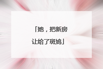 她，把新房让给了斑鸠