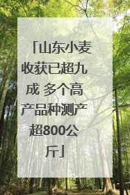 山东小麦收获已超九成 多个高产品种测产超800公斤