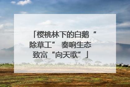 樱桃林下的白鹅“除草工” 奏响生态致富“向天歌”