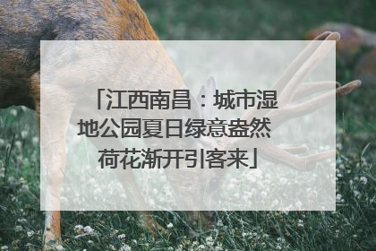 江西南昌：城市湿地公园夏日绿意盎然 荷花渐开引客来