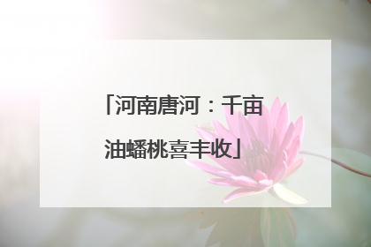 河南唐河：千亩油蟠桃喜丰收