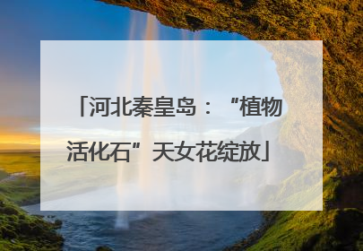 河北秦皇岛：“植物活化石”天女花绽放