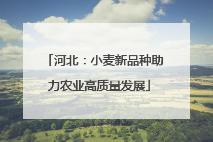 河北：小麦新品种助力农业高质量发展