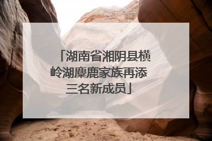湖南省湘阴县横岭湖麋鹿家族再添三名新成员