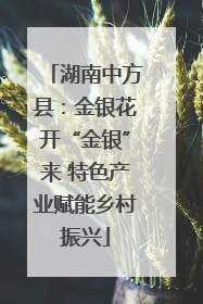 湖南中方县：金银花开“金银”来 特色产业赋能乡村振兴