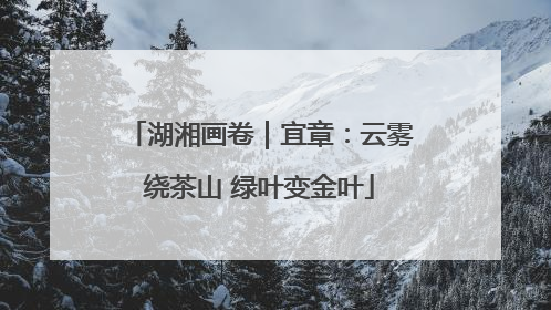 湖湘画卷｜宜章：云雾绕茶山 绿叶变金叶