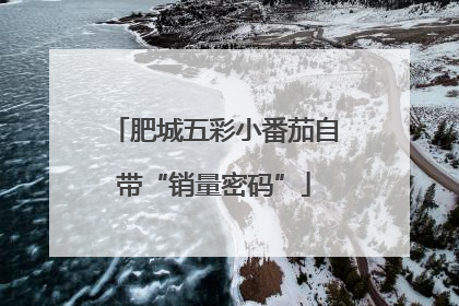 肥城五彩小番茄自带“销量密码”