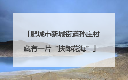 肥城市新城街道孙庄村藏有一片“扶郎花海”