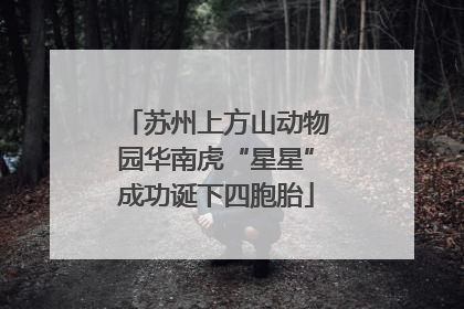 苏州上方山动物园华南虎“星星”成功诞下四胞胎