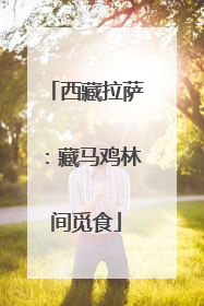 西藏拉萨：藏马鸡林间觅食