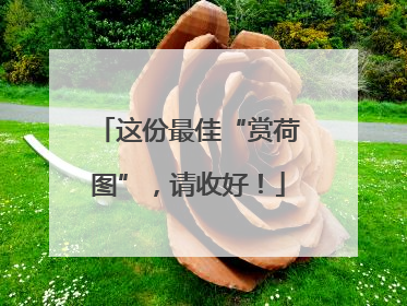 这份最佳“赏荷图”，请收好！
