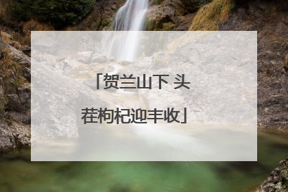 贺兰山下 头茬枸杞迎丰收