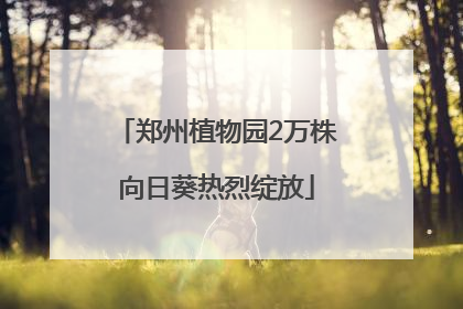 郑州植物园2万株向日葵热烈绽放