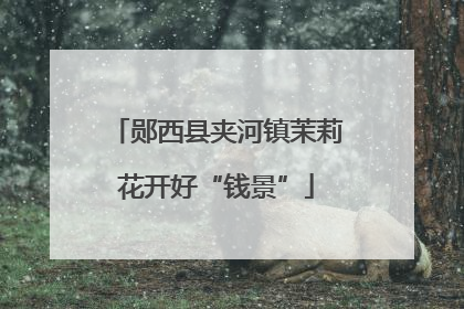郧西县夹河镇茉莉花开好“钱景”