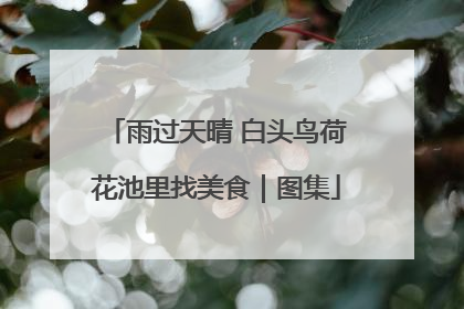 雨过天晴 白头鸟荷花池里找美食｜图集