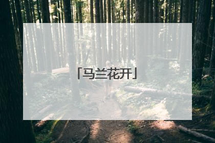马兰花开