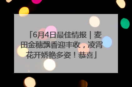 6月4日最佳情报｜麦田金穗飘香迎丰收，凌霄花开娇艳多姿！恭喜