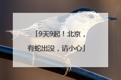 9天9起！北京，有蛇出没，请小心